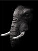 affiche poster noir et blanc éléphant tropical-Affiche- affiches-posters.fr