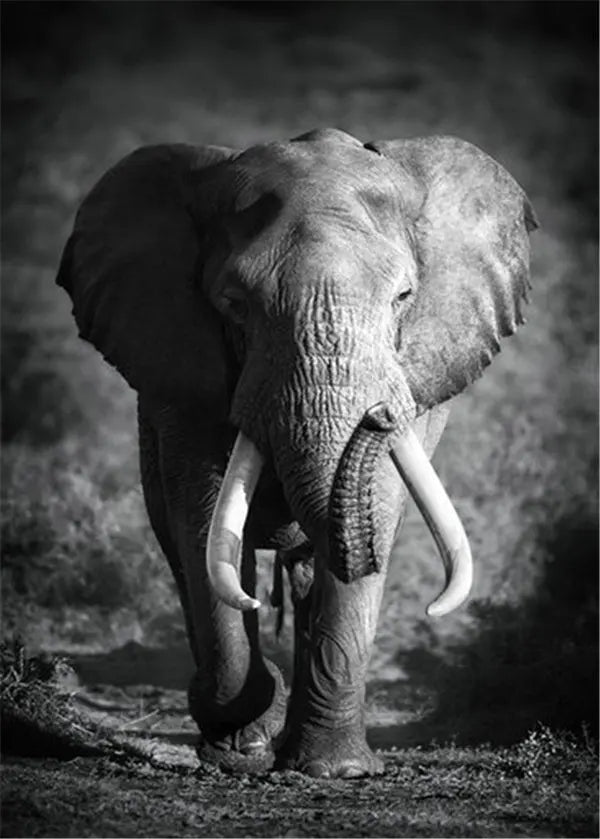 affiche poster noir et blanc éléphant tropical