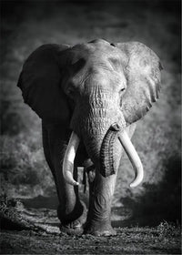 Thumbnail for affiche poster noir et blanc éléphant tropical