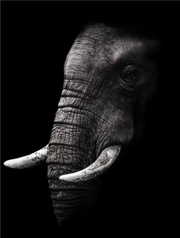 affiche poster noir et blanc éléphant tropical-Affiche- affiches-posters.fr