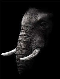 Thumbnail for affiche poster noir et blanc éléphant tropical-Affiche- affiches-posters.fr